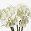 12 x Narcissus Bouquet
