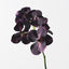 6 x Orchid Vanda