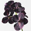 6 x Orchid Vanda