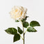 Juliette Rose (Set of 12)