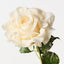Juliette Rose (Set of 12)