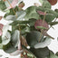 6 x Eucalyptus Silver Dollar Bush