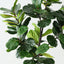 Fiddle Leaf Tree