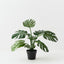 Monstera Plant