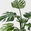 Monstera Plant