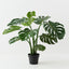 Monstera Plant