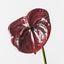 12 x Anthurium