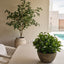 Imperial Pot