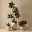 Sprout Pot
