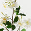 Blossom Pear