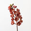 Orchid Cymbidium