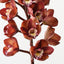 Orchid Cymbidium
