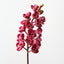 Orchid Cymbidium