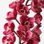 Orchid Cymbidium