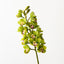 Orchid Cymbidium