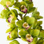 Orchid Cymbidium