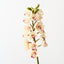Orchid Cymbidium