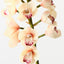 Orchid Cymbidium