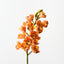 Orchid Cymbidium