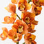 Orchid Cymbidium