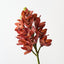 Orchid Cymbidium