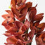 Orchid Cymbidium