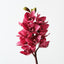 Orchid Cymbidium
