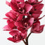 Orchid Cymbidium