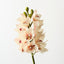 Orchid Cymbidium