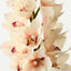 Orchid Cymbidium