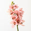 Orchid Cymbidium