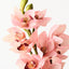 Orchid Cymbidium