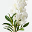 Snapdragon