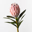 Protea King