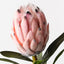 Protea King