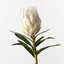 Protea King