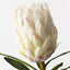 Protea King