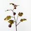 Fig Spray