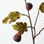 Fig Spray
