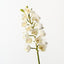 Orchid Cymbidium