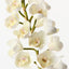 Orchid Cymbidium