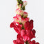 Snapdragon