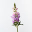 Snapdragon