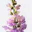 Snapdragon