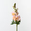 Snapdragon