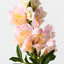 Snapdragon