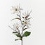 Magnolia Tree Spray