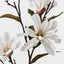 Magnolia Tree Spray