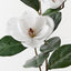 Magnolia Spray