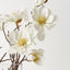 Magnolia Tree Mix in Vase